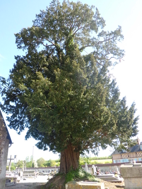 Le Pin (Calvados)