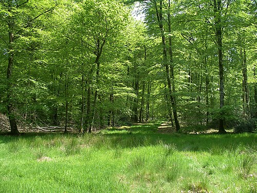 Montfiquet (Calvados)